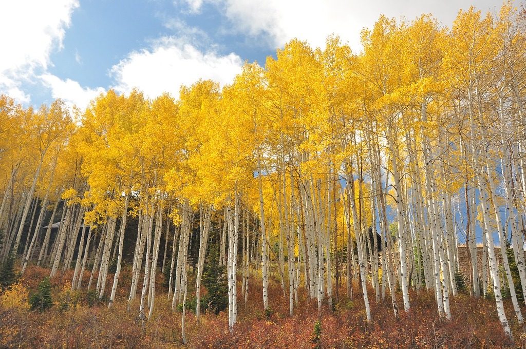 Aspen grove - one connected root system